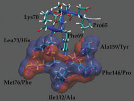 protein modeling design.
